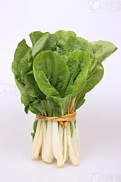 Chinese Cabbage