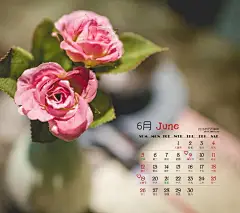 6月日历鲜花背景手机壁纸