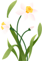 装饰扁平中国标志花卉A-白色水仙花
