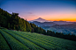 Mt. Fuji with green tea field at sunrise in Shizuoka, Japan.