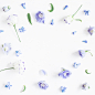仅一朵花,边框,紫色,平铺,留白,高视角,早晨,夏天,lisianthus,想法