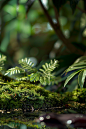 苔藓，绿植，电商，背景