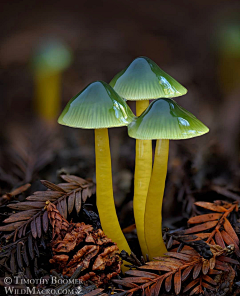 桃生牙晓采集到蘑菇