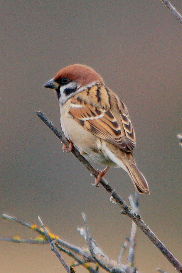 雀形目雀科雀属麻雀