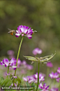 蜜蜂在牛奶田中采集花蜜
Bee collecting nectar in milk vetch field