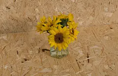 一束明亮的黄色矮向日葵(Helianthus annus)在一个玻璃花瓶孤立在一个木制的背景