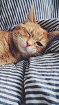 Tim‘s cousin家的猫