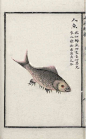 人鱼