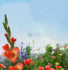 带花的情人节贺卡。爱的背景。春天的风景，花的形状一颗心