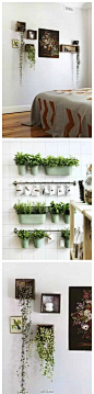 【留一面墙给植物】如果想让家里的一面充满生机，不妨把它留给植物。