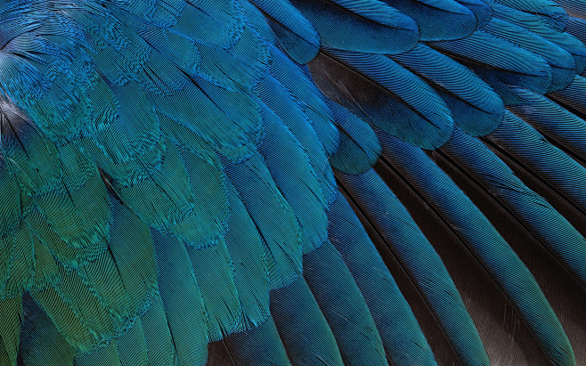 羽毛 翅膀 飞翔 蓝绿色 野性 动物 背...