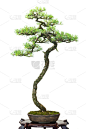盆景,松树,针叶树,接力赛,欧洲赤松,垂直画幅,艺术,绿色,无人,日本