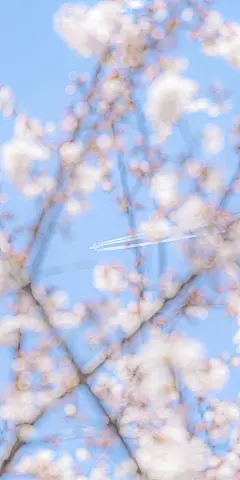樱花 手机壁纸