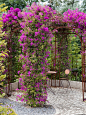 Bougainvillea are a lovely contrast to a metal gazebo.