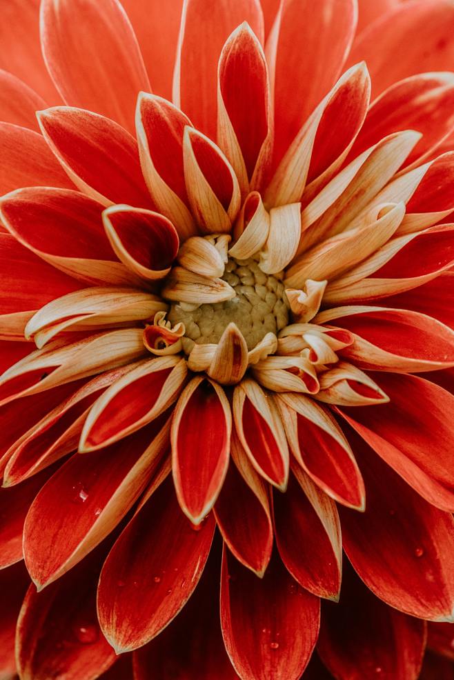 Red dahlia, fill the...