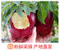 甘肃天水花牛苹果10斤新鲜水果老人宝宝婴儿粉面红蛇果3整箱包邮5-淘宝网