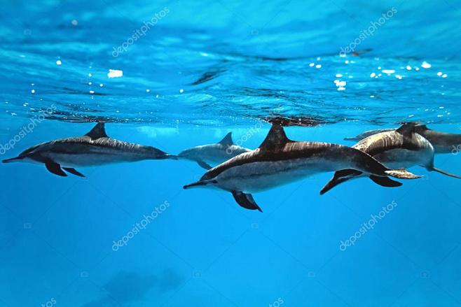 海豚在海中