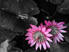 双荷花盛开的花黑色抽象和背景壁纸高清质量