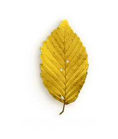 Super灬_Hero采集到PNG-特效-秋天植物