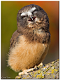 Photograph Happy Owl by Conrad Tan on 500px