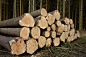 木-holzstapel-林业工人-柴-木材-蓄积量-木材业（如无跳转链接，建议非商用，以免造成侵权）