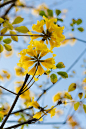 黄钟木Tabebuia Chrysantha
Blooming spring by Zhe Li on 500px