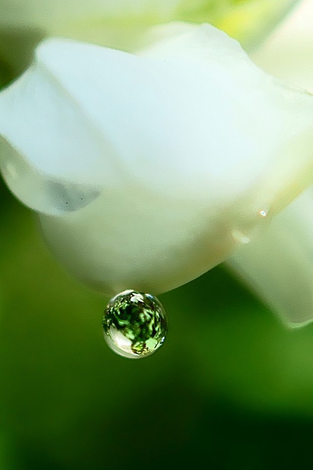 露珠壁纸