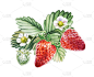 水彩红色多汁草莓叶和花。夏天甜甜的水果和浆果。