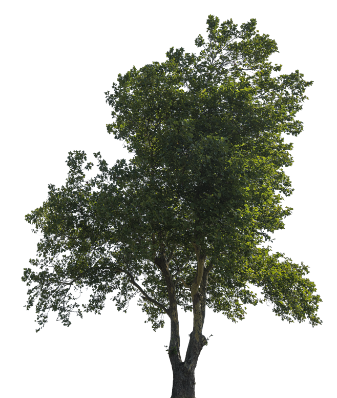 Deciduous Trees (11)