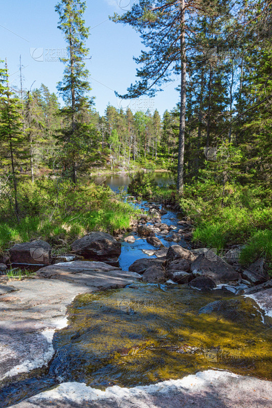 小溪,森林,北方针叶林,自来水,针叶林,瑞典,环境,池塘,云杉,自然美