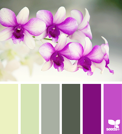orchid hues