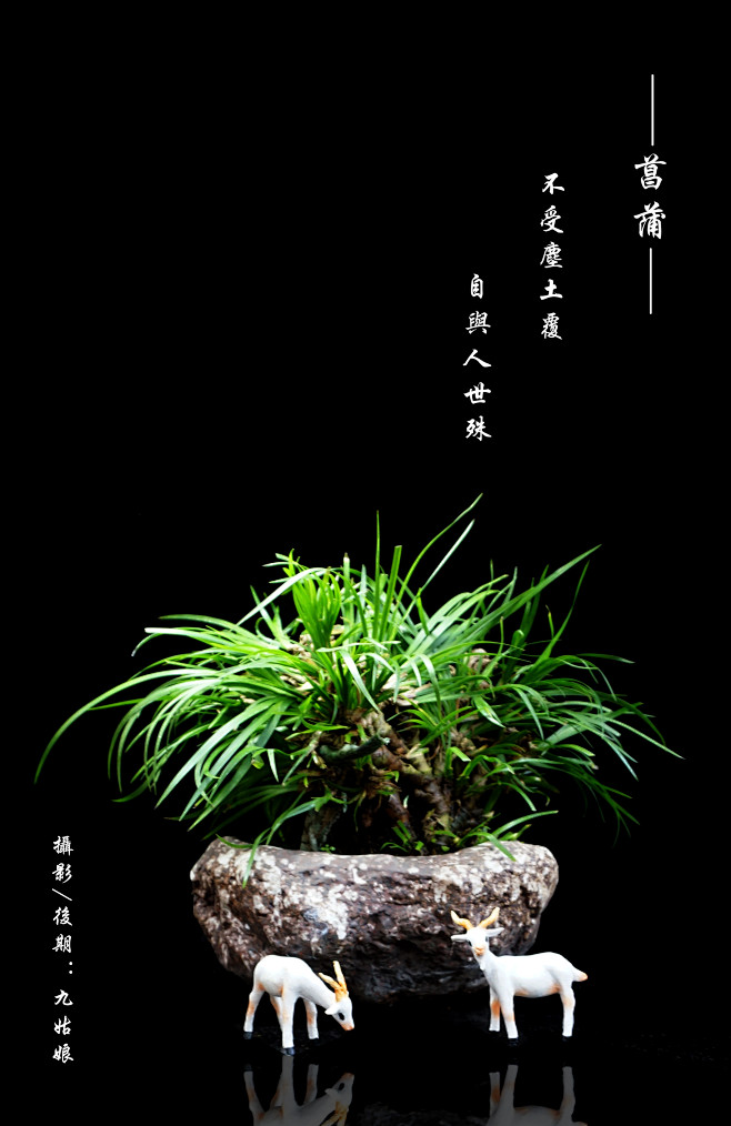 文人菖蒲