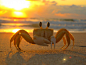 Siri, Beach, Crab, Mar, Sand, Sol Photo - Visual Hunt