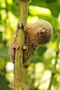 Pygmy Monkey by margaretrocks