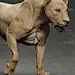 母狮（动画）骨骼绑定 狮子模型-哺乳模型库-3ds Max(.max)模型下载-cg模型网