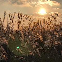 硫磺·维C采集到场景