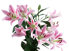 雨的眼泪M采集到花 草 树 木 枝叶