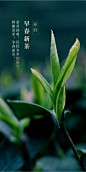 云升 2020早春新茶重庆永川秀芽日照茶明前绿茶毛峰毛尖茶叶240g-tmall.com天猫