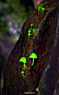 自然：梅雨季的兵库县六甲山林中出现了「椎灯火茸」的身影。这种夜光蘑菇高1～3cm，在湿度较高的梅雨时期不断重复着生长、枯萎、再生长的循环。照片因为长时间曝光显得特别亮，现实中它发的光要暗得多。一般生长于纪伊半岛和九州地区，兵库县六甲山会出现它的身影被认为是随着县外运过来的树木进入当地