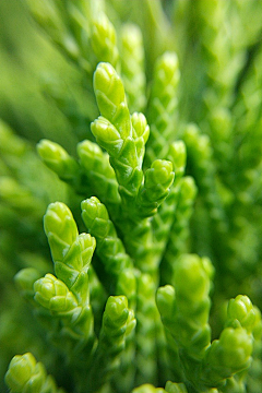 暮暖瓷采集到植物