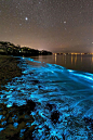 蓝眼泪，澳大利亚杰维斯湾 - 生态摄影 - CNU视觉联盟
