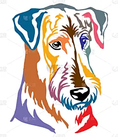华丽的,狗,艾尔谷犬,色彩鲜艳,注视镜头,可爱的,纯种犬,梗犬,摆拍,服从