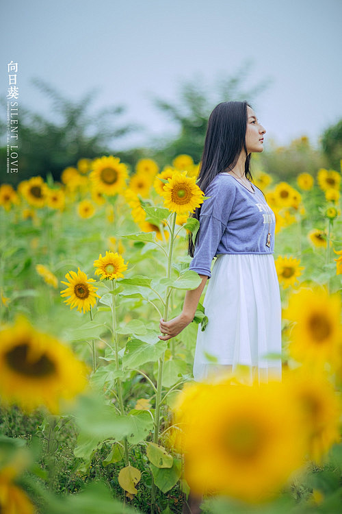 向日葵 - 紫藤 - 紫藤花恋