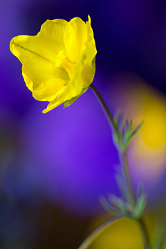 の未来采集到花草世界