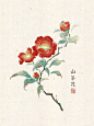 山茶花水彩 - 小红书搜索