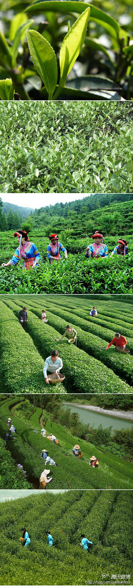 春雷乍动，大地回暖，又到了春茶开始采摘的...