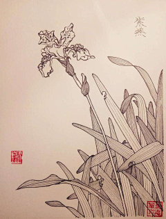 梅花小弄采集到白描花卉-百合 萱草花 鸢尾花 柱顶红