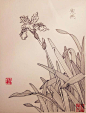 叶志军先生的钢笔白描花卉作品