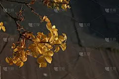 秋天公园里，黄橙树叶的树特写，选择性聚焦。景色以秋天的森林为背景，美丽的秋天自然。秋季的概念。