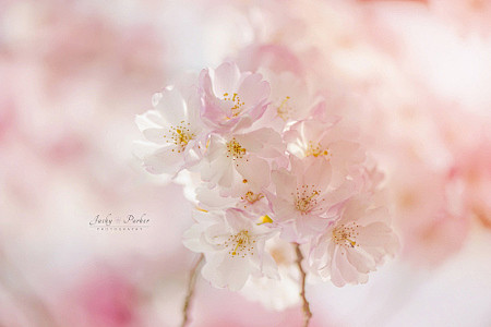 Cherry Blossom by Ja...